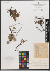 Foto von Salix reticulata L.